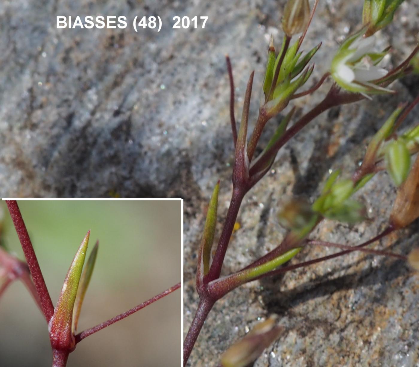 Sandwort, (Red) leaf